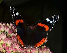 Vanessa atalanta - Red Admiral